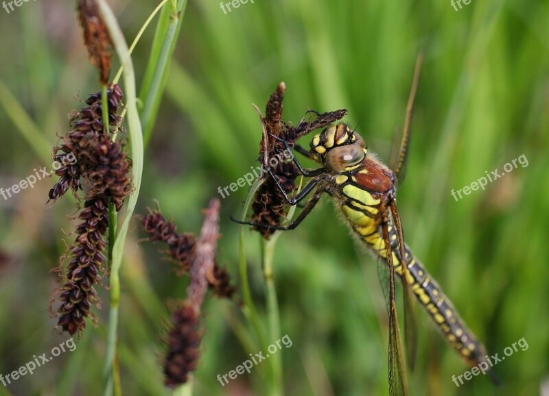 Wasp Insect Makrom Close Up Sting Sprinkle