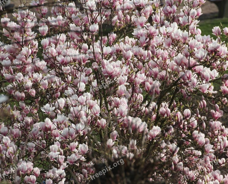 Magnolia Tulip Tree Spring Nature Beautiful