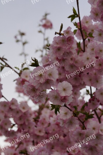 Cherry Blossom Blossom Bloom Spring Blossom