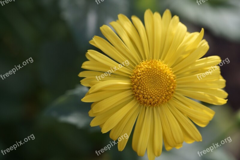 Flower Yellow Blossom Bloom Close Up