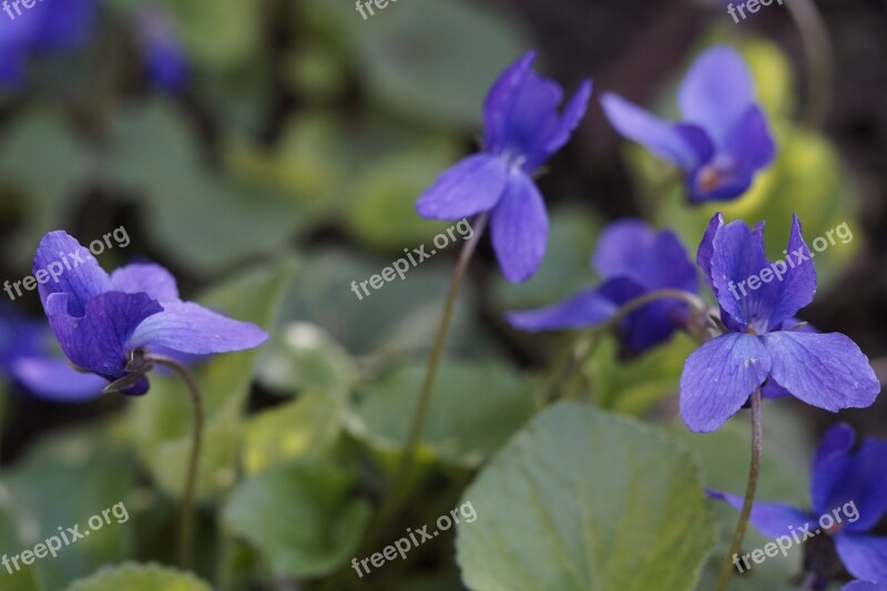 Violet Flowers Plant Violet Plant Blue Violet