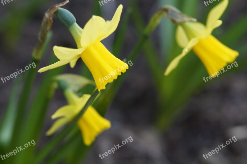 Narcissus Daffodil Spring Close Up Three