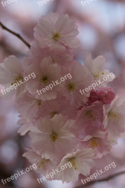 Cherry Blossom Blossom Bloom Spring Blossom