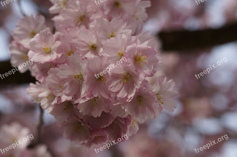 Cherry Blossom Blossom Bloom Spring Blossom