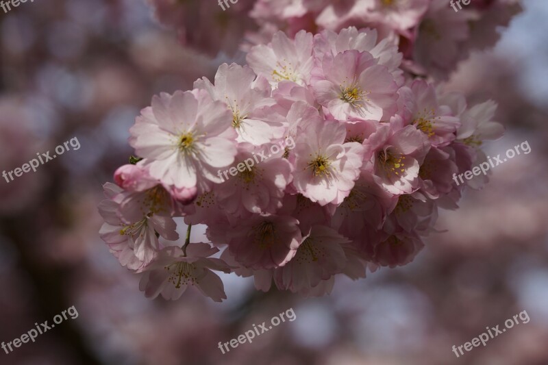 Cherry Blossom Blossom Bloom Spring Blossom