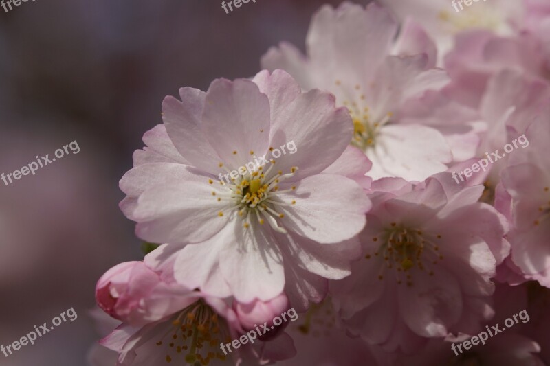 Cherry Blossom Blossom Bloom Spring Blossom