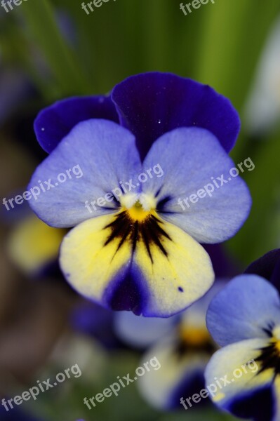 Pansy Flower Blossom Bloom Bloom