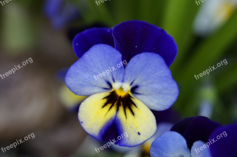 Pansy Flower Blossom Bloom Close Up