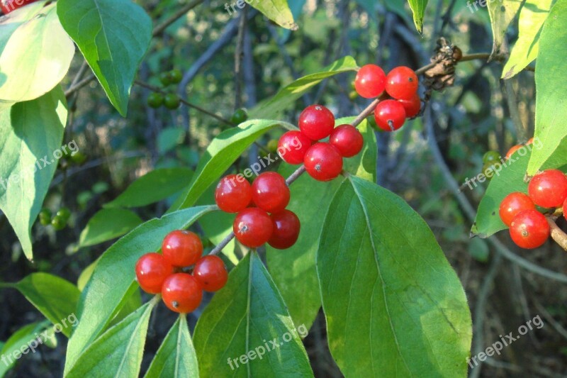 Plant Green Greenery Red Berries