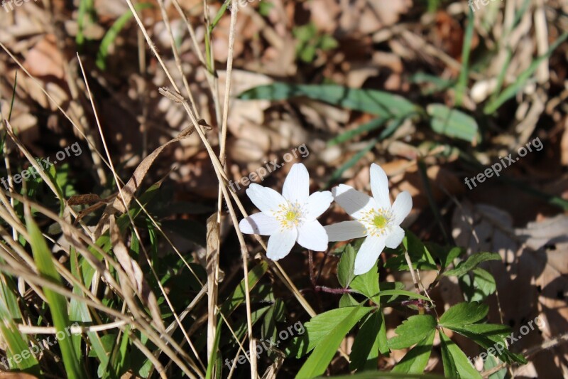 Nature Flower Plant Roadside Free Photos