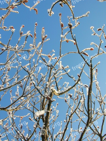 Nature Winter Tree Hoarfrost Branch