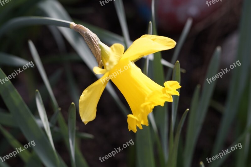 Daffodil Narcissus Yellow Flower Blossom