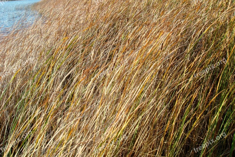 Blue Water Lake Rushes Marsh