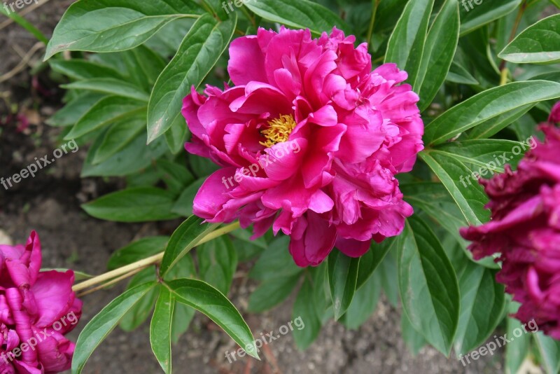 Peony Flower Pink Pink Flower Garden