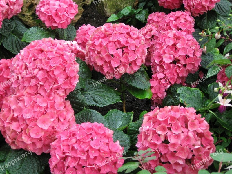 Flowers Pink Hydrangeas Palm Garden Free Photos