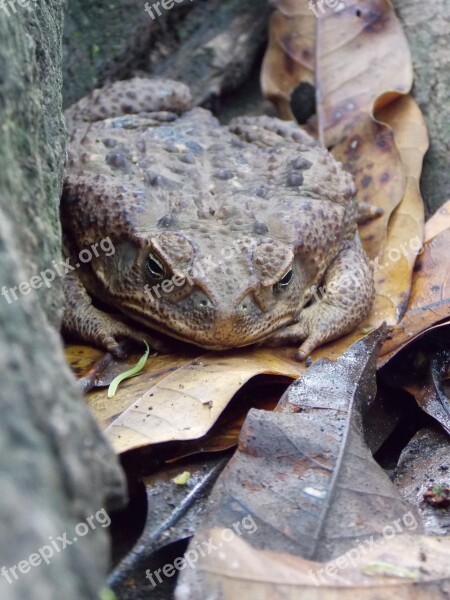 Toad Soil Nature Moisture Leaves