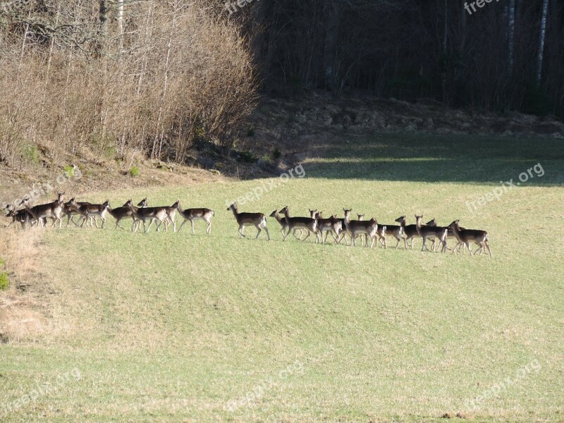 Fallow Deer Flock Nature Free Photos