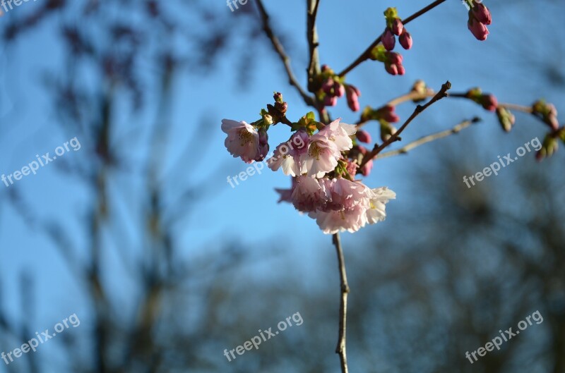 Blossom Cherry Flower Tree Nature