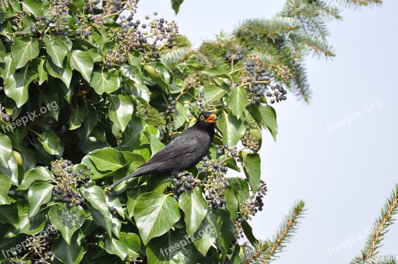 Blackbird Bird Eat Free Photos