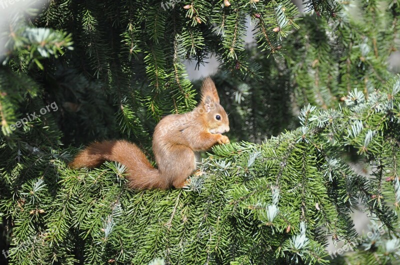 Squirrel Nager Fir Tree Free Photos