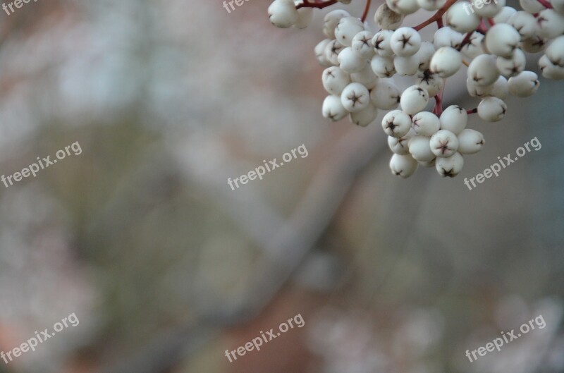 Berries Winter Cherry Leaves Fresh