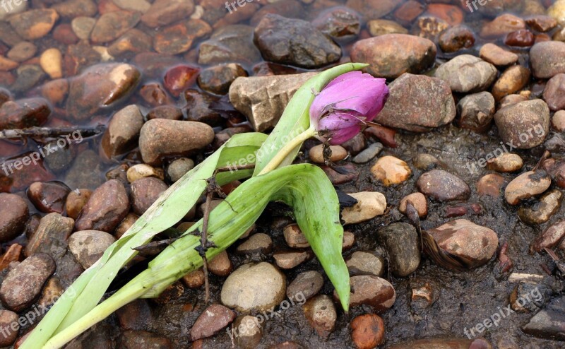 Flotsam And Jetsam Treibsel Schwemmsel Flower Tulip