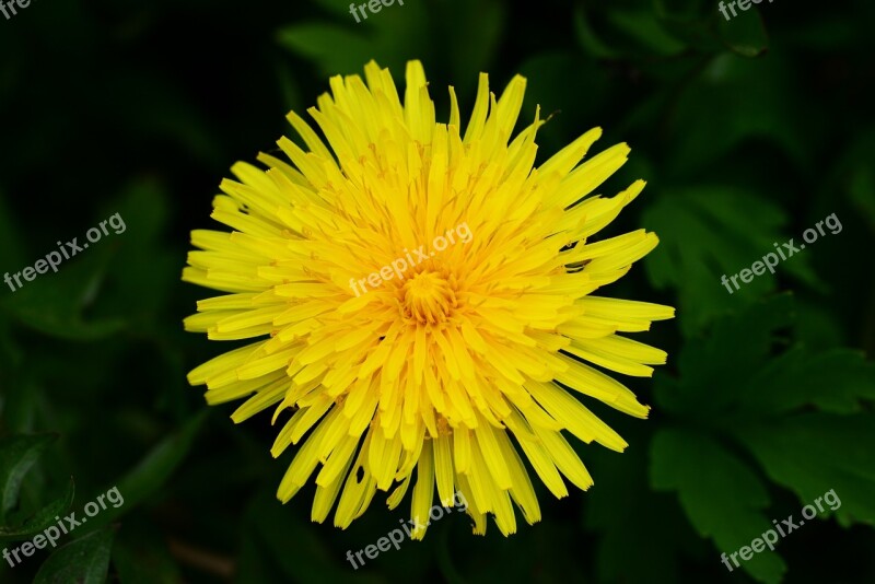 Common Dandelion Taraxacum Lion's Tooth Yellow Flower