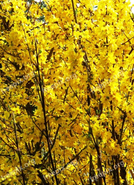 Bush Forsythia Flowers Yellow Bright