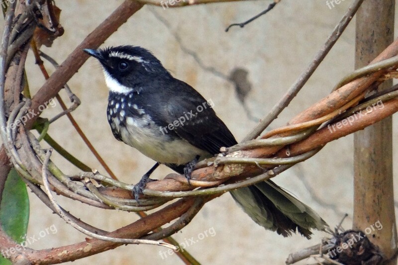 White-throated Fantail Flycatcher Rhipidura Albicollis Bird Insectivorous Passerine