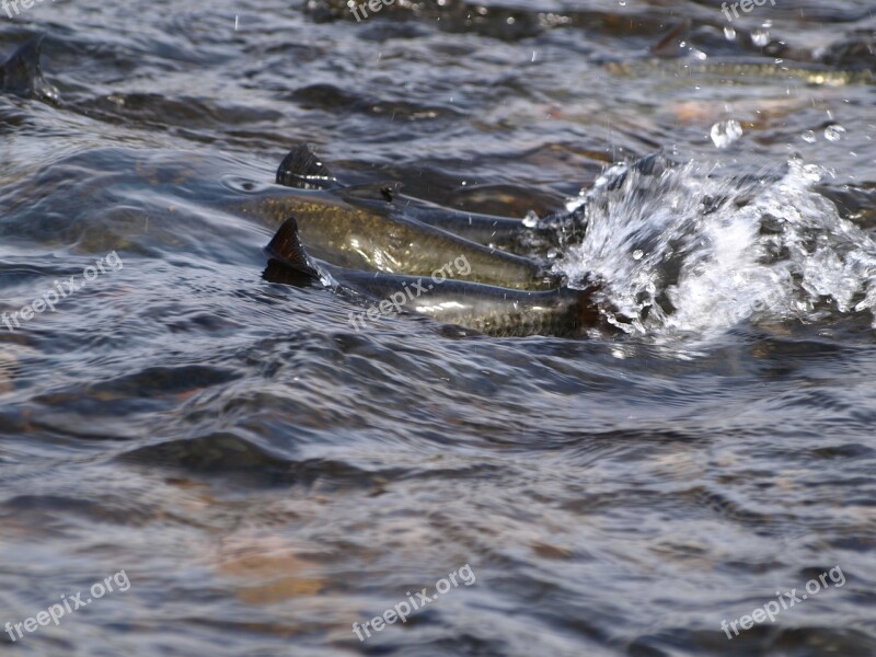 Salmon Water River Free Photos