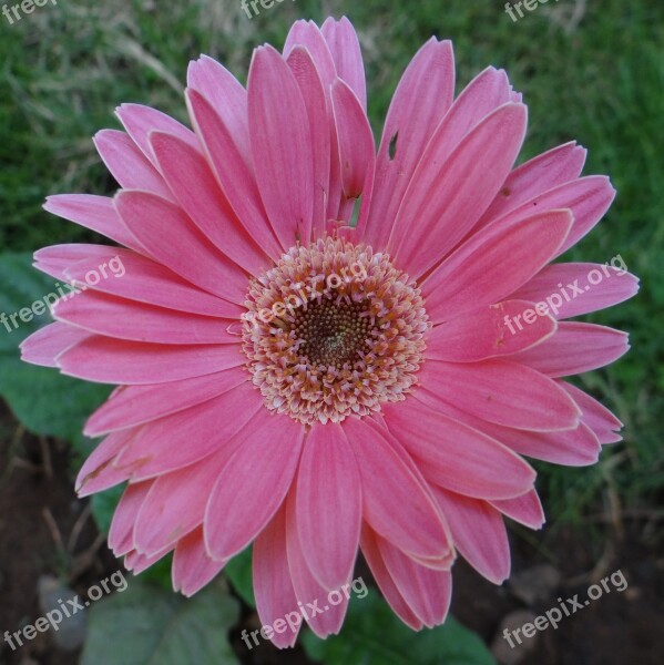 Gerbera Asteracea Flower Close-up Macro