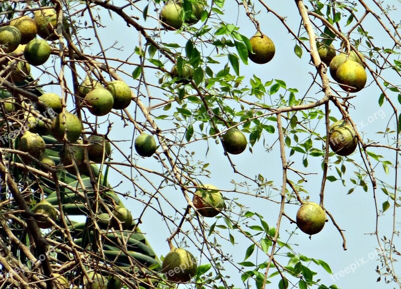 Aegle Marmelos Wood Apple Bael Bengal Quince Golden Apple