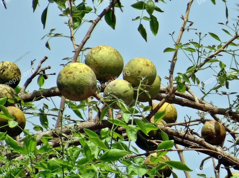 Aegle Marmelos Wood Apple Bael Bengal Quince Golden Apple