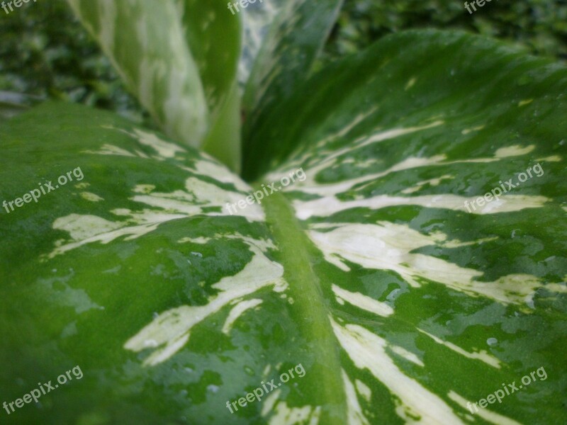 Leaf Dew Garden Green Leaves Leaves