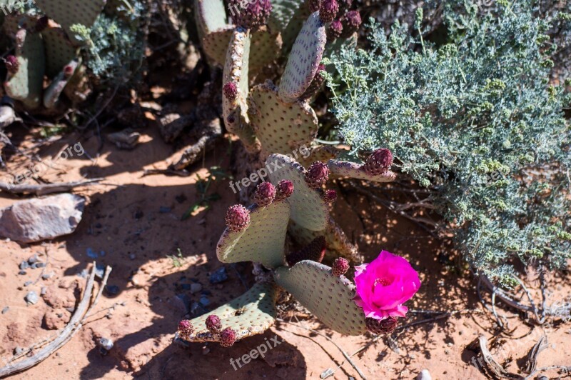 Desert Flower Desert Cactus Cacti Hot