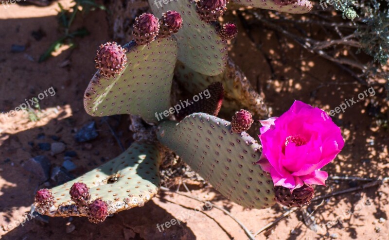 Desert Flower Desert Cactus Cacti Hot