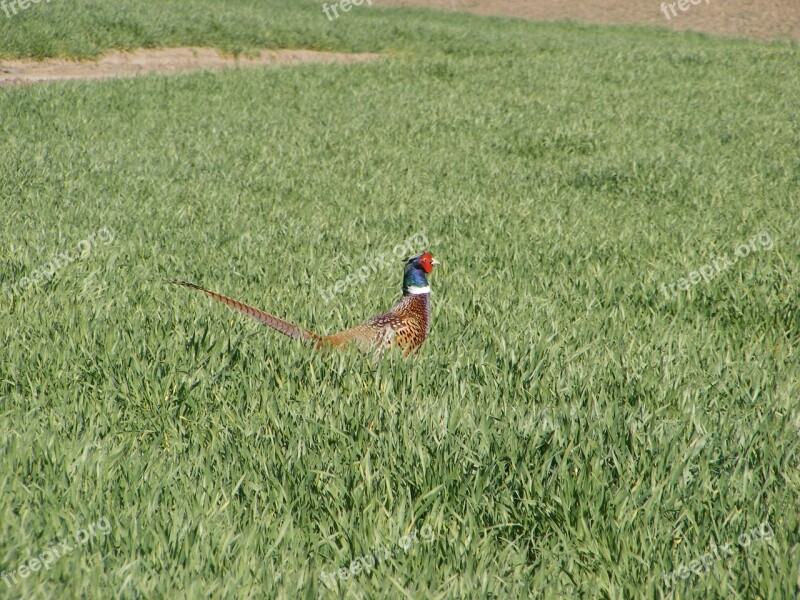 Pheasant Field Green Grass Grass Free Photos