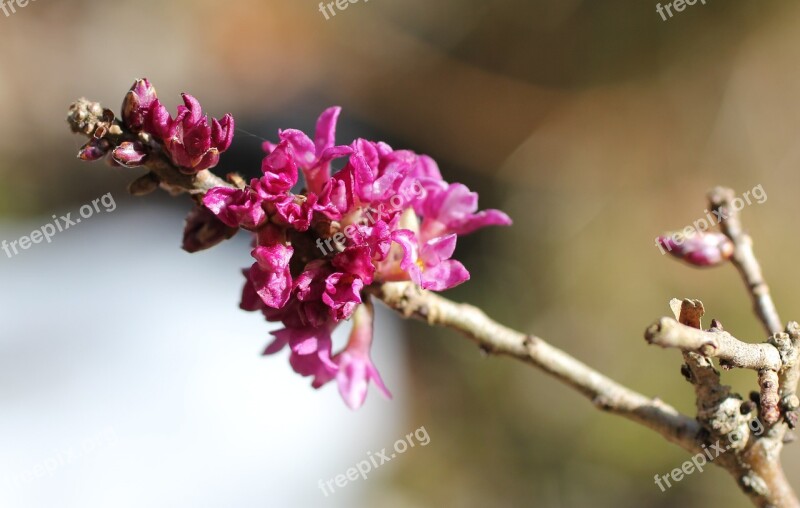 Daphne Flowering Twig Harbinger Of Spring Free Photos