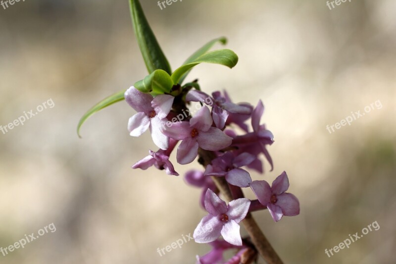 Daphne Blossom Bloom Pink Branch