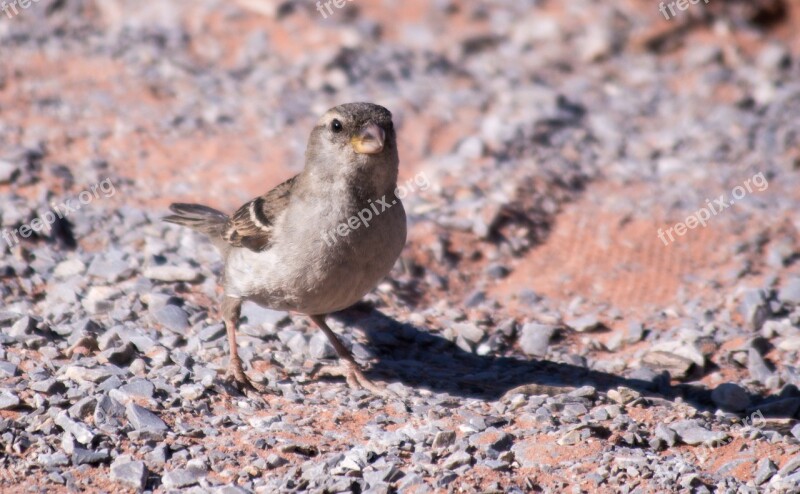 Bird Desert Southwest Wild Animal