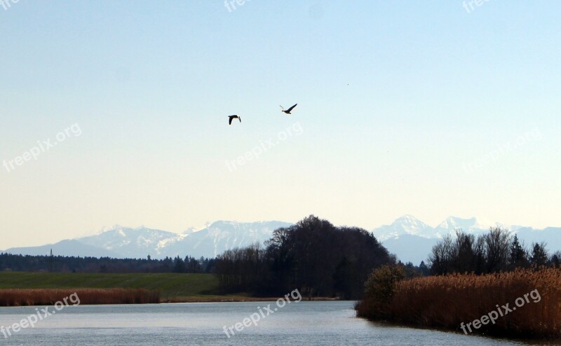 Bird Flight Flight Geese Flying Migratory Birds