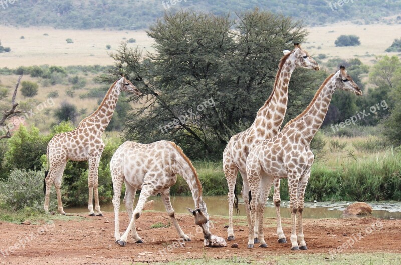 Giraffes South Africa Wilderness Safari Giraffe