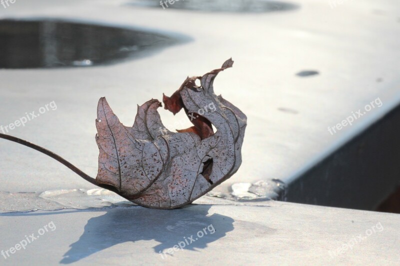 Autumn Leaf Wither Transience Colorful