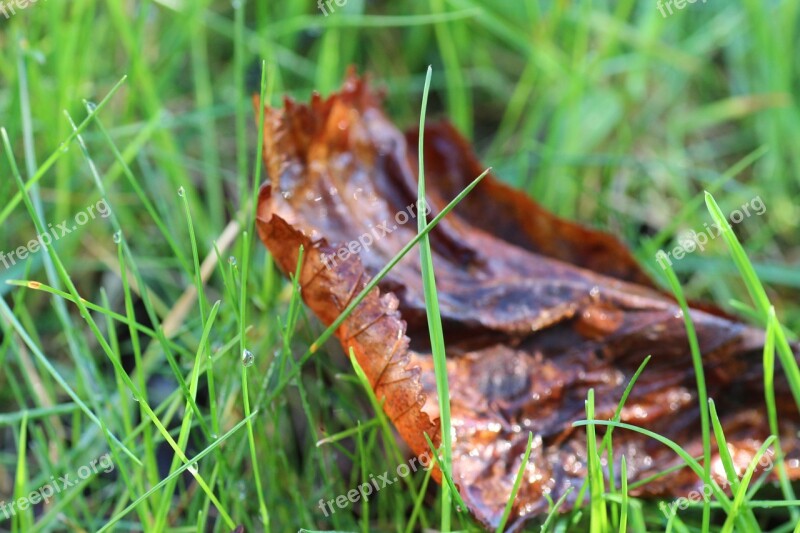 Grass Leaves Dew Halm Meadow