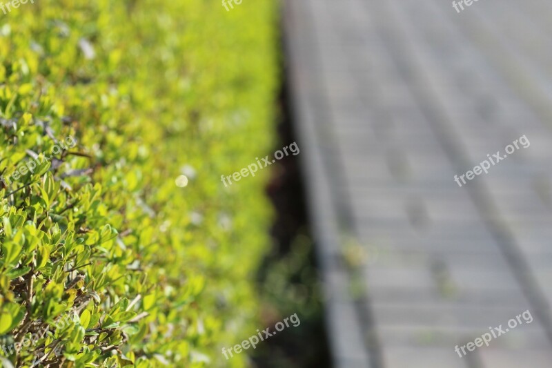 Hedge Away Target Green Leaves