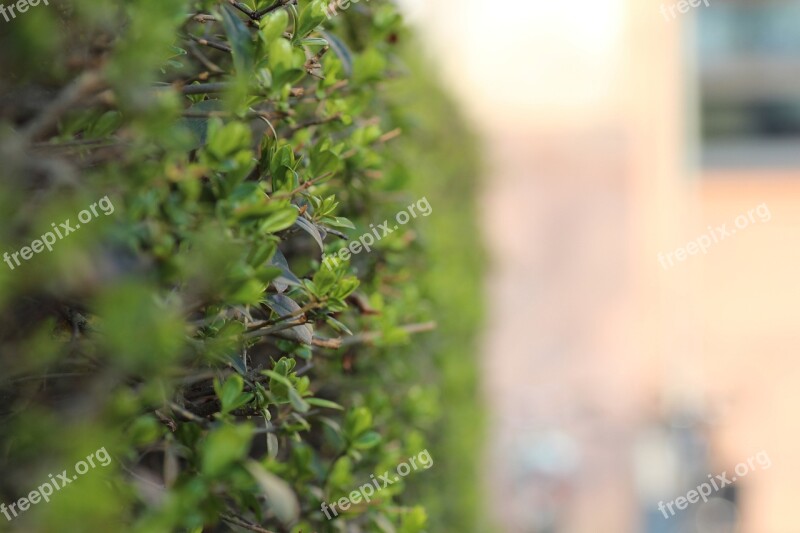 Hedge Green Leaves Free Photos