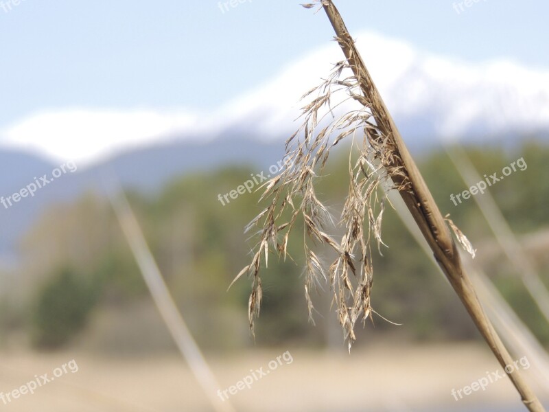 Reed Teichplanze Pond Marsh Plant Plant