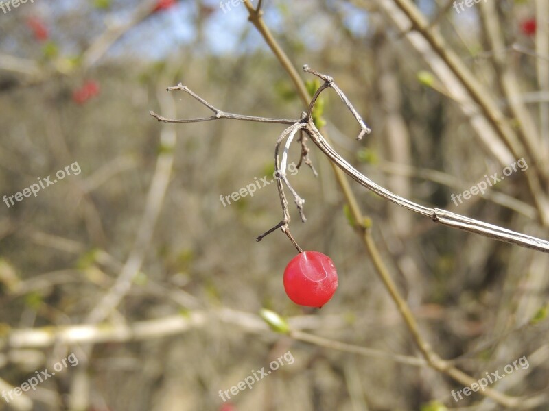 Berry Red Bush Plant Nature