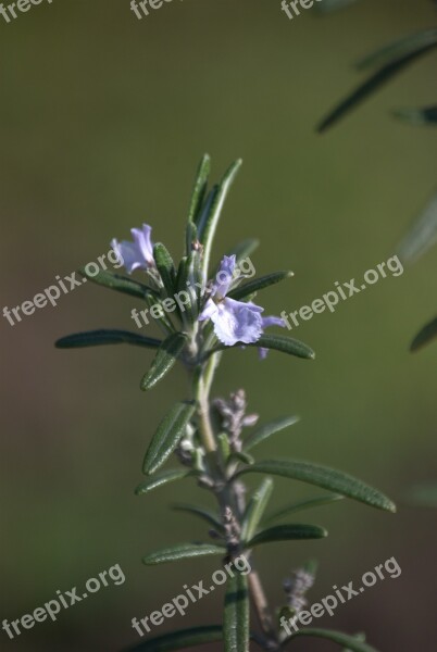 Flower Rosemary Spring Purple Flowers Herb