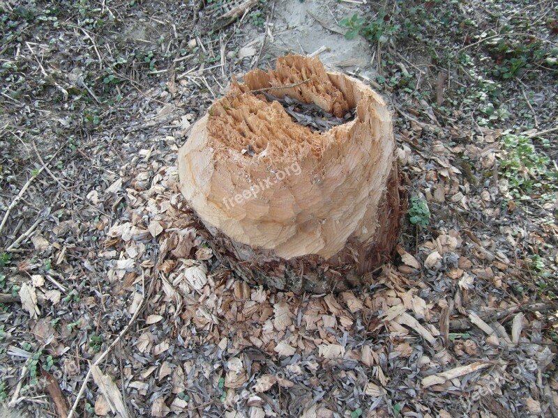 Beaver Work Log Cone Chips